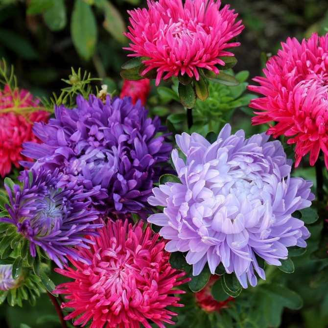 Hạt giống hoa Cúc đại đóa cánh to nhiều màu VTS57 | Vạn Tín Store