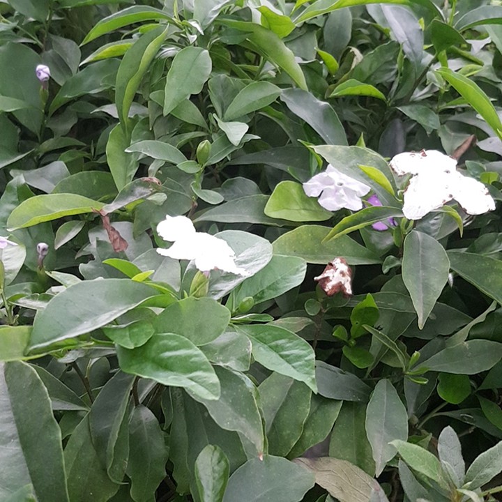 Combo 3 cây giống hoa nhài nhật 2 màu - Tặng cây sâm đất