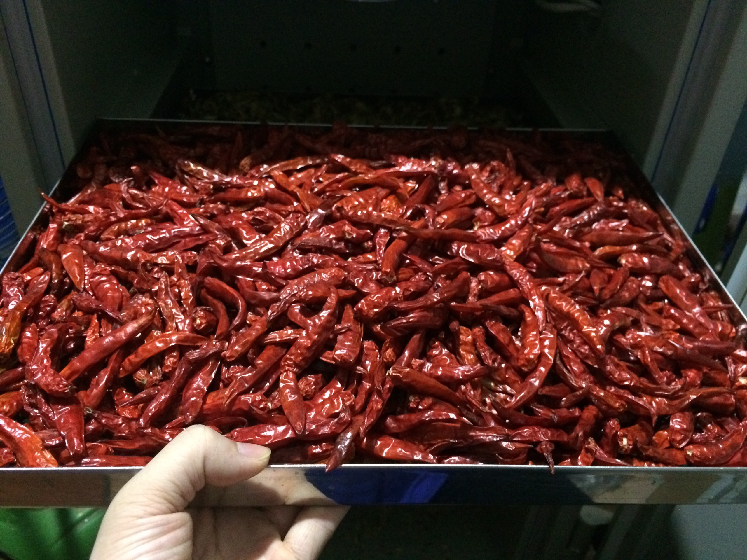 ớt quả có cuống vụ mới 100g