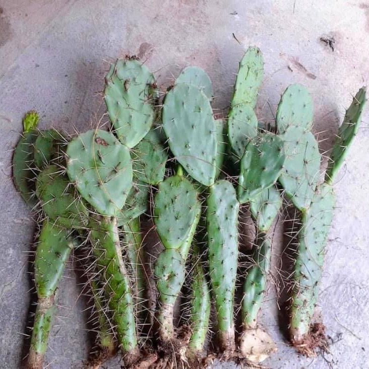 Xương rồng tai thỏ có gai ( loại 0,5m )