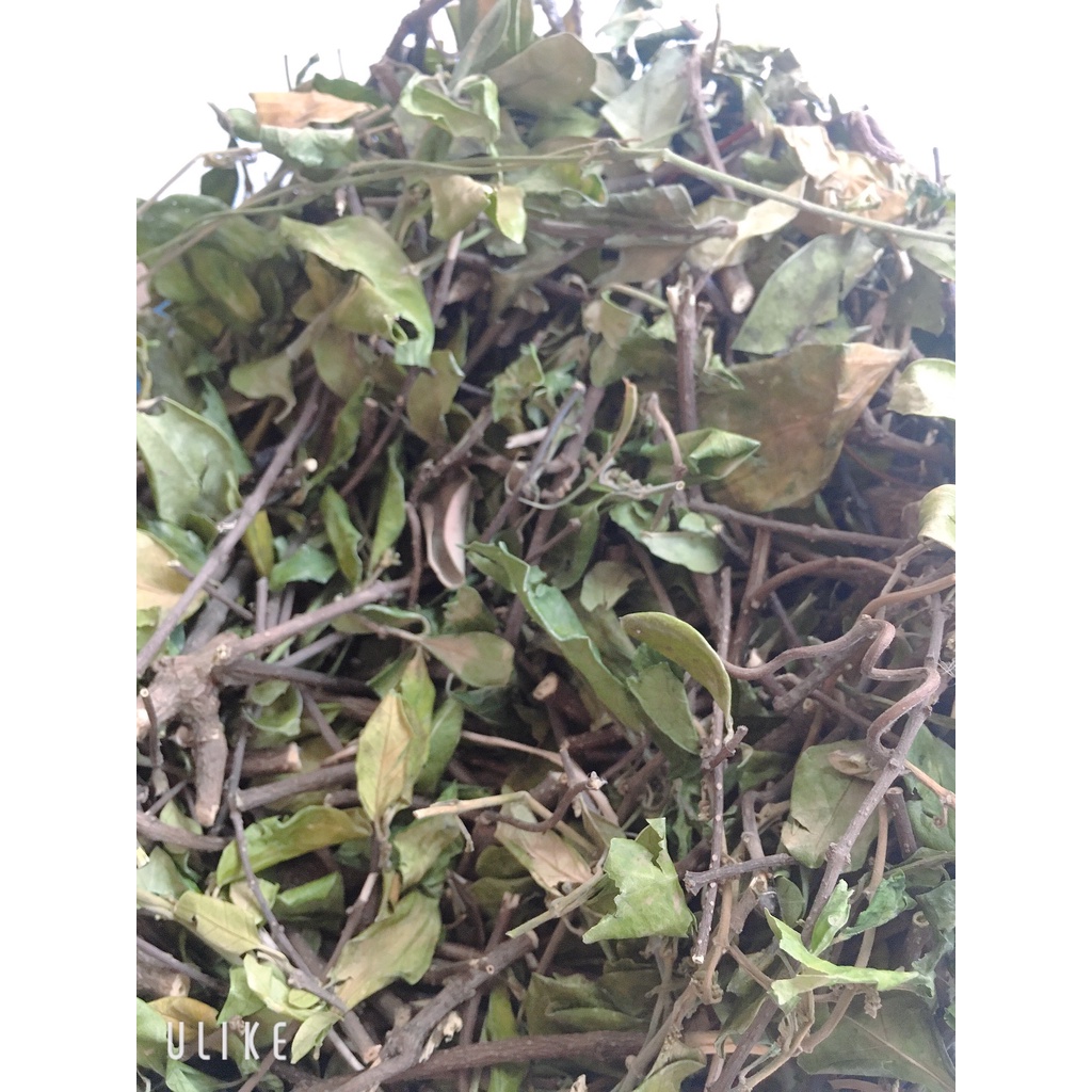 dây thìa canh lá to khô