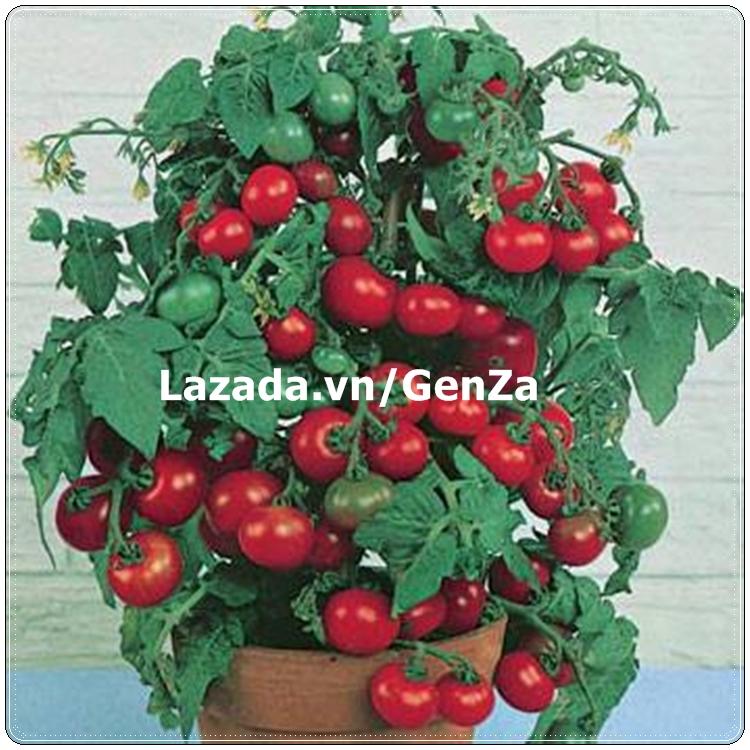 20 Hạt giống Cà chua bi Cherry lùn đỏ - Giống sai quả