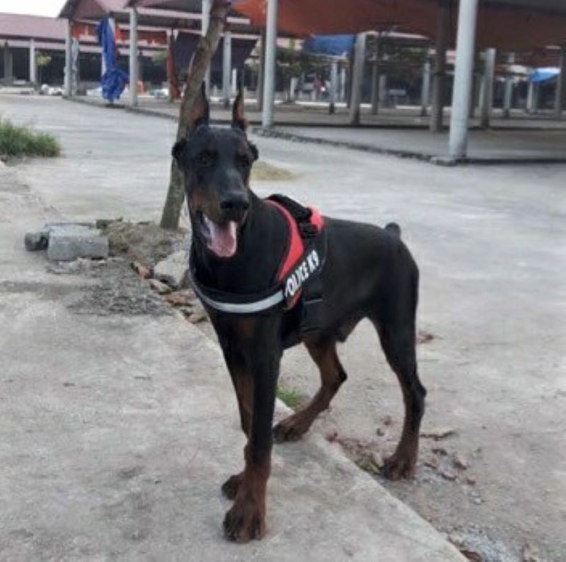 Đai yếm ngực cho Chó poli.ce K9 (không kèm dây dắt) - Love pets shop