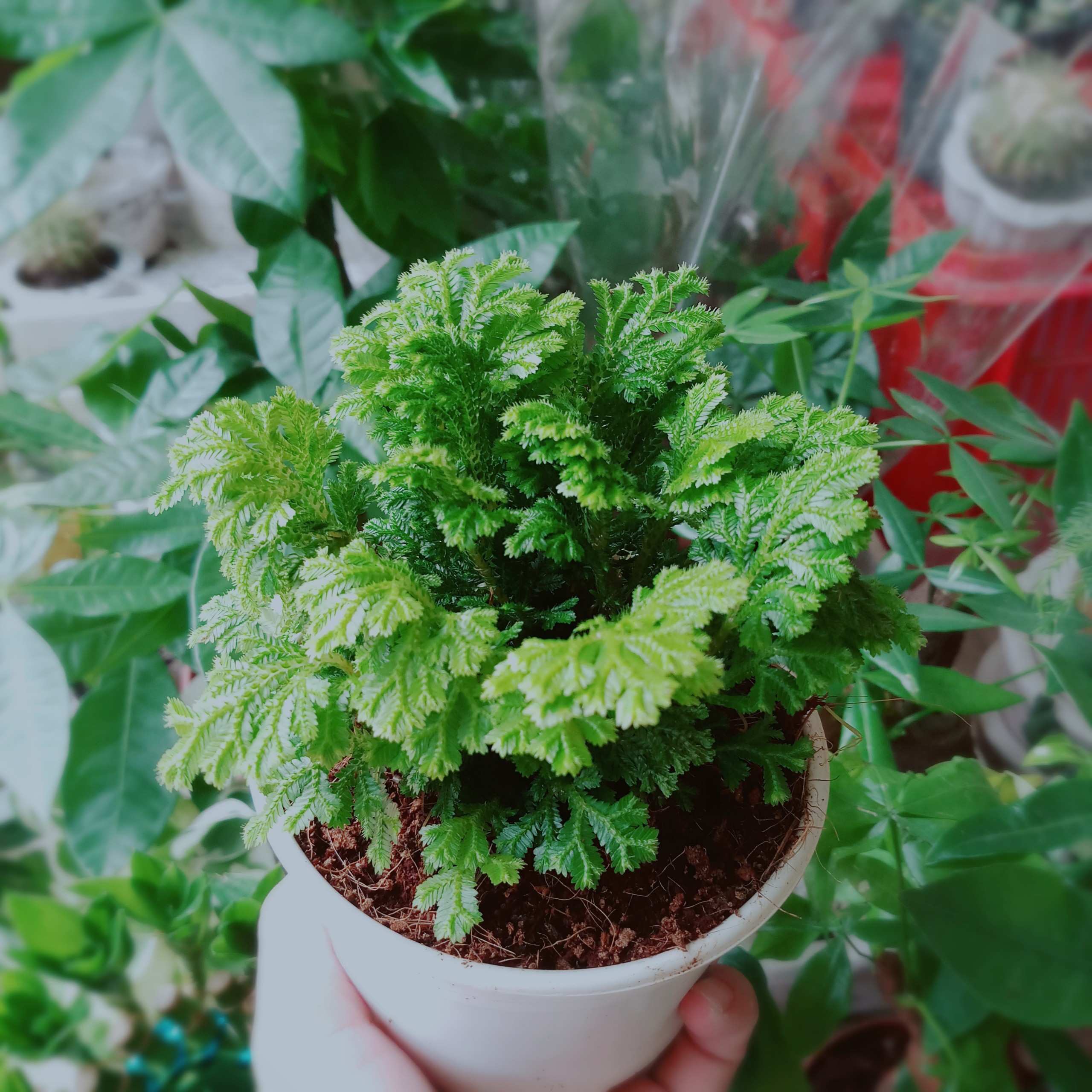 Cây Rêu Nhật Lọc Không Khí