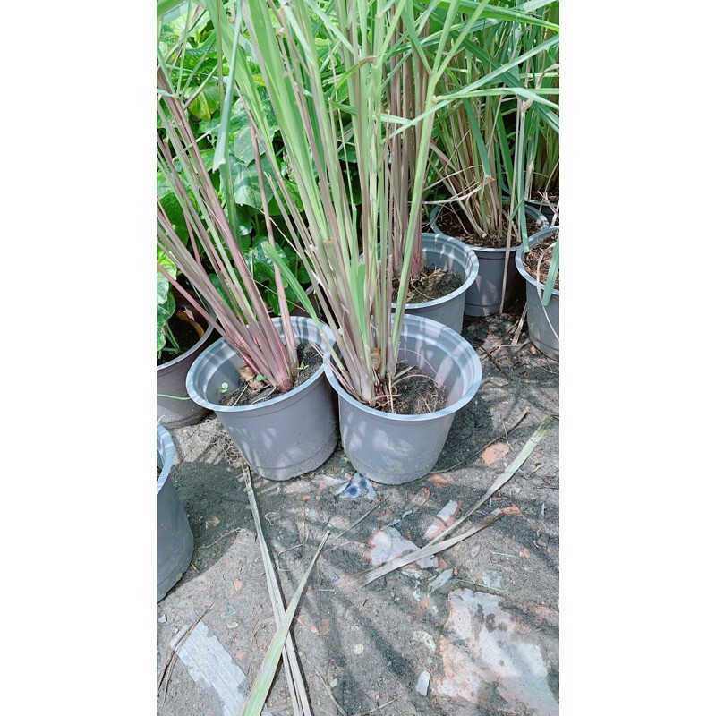 Chậu Sả Thái