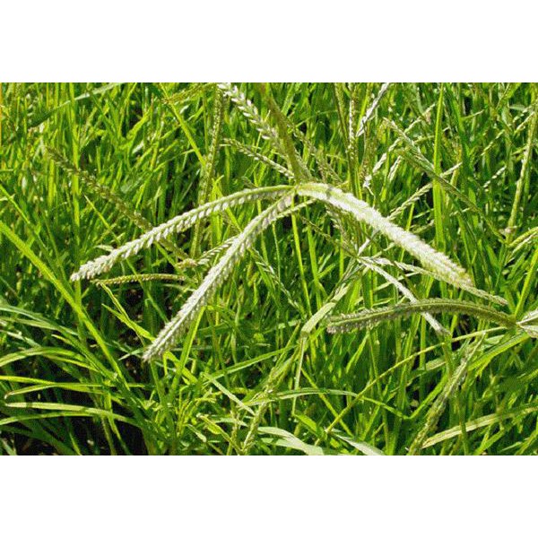 Cỏ Mần Trầu (1kg)