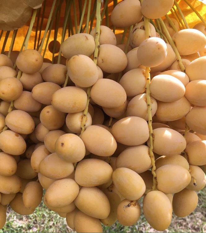 "Gói 10 "Hạt giống cây chà là Israel [Seeds]