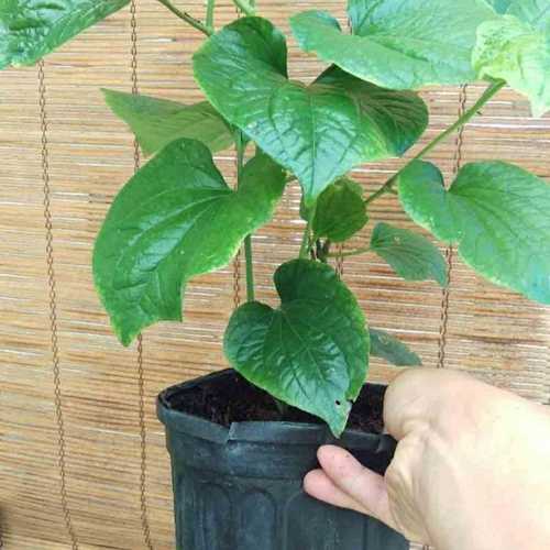 Hạt giống cây lá lốt - 1 gói 10 hạt