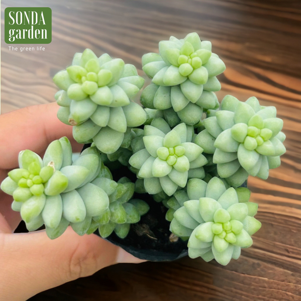 SEN ĐÁ CHUỖI NGỌC BI SIZE BÉ SIÊU ĐẸP LỖI 1 ĐỔI 1