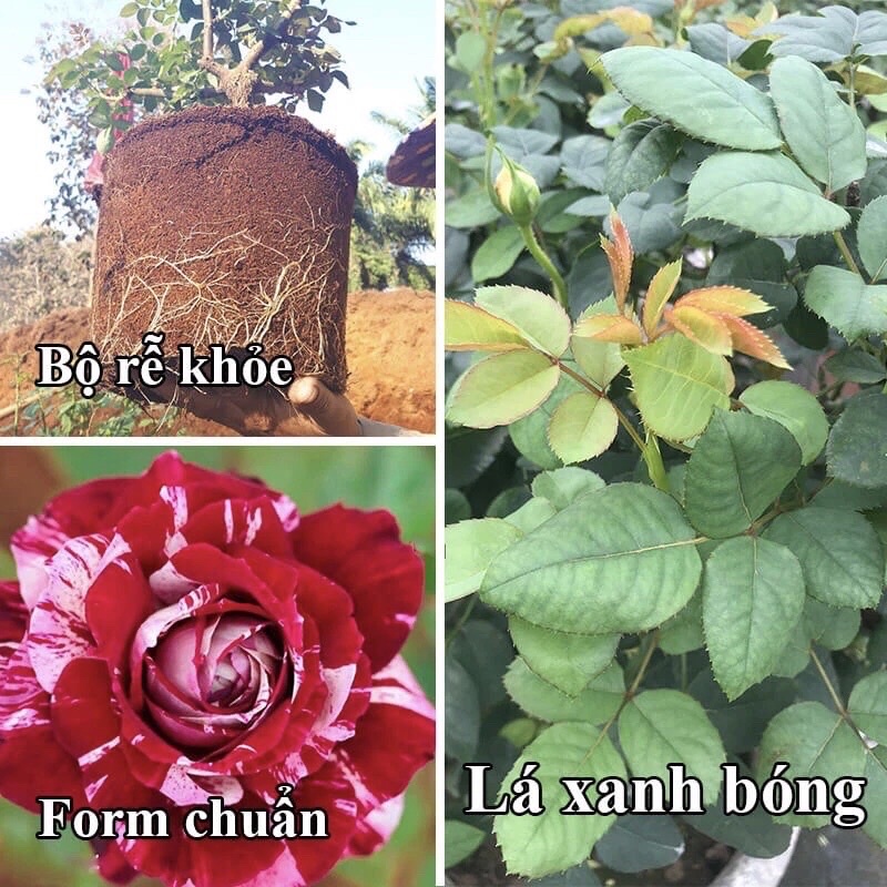 Phân Bón Lá - Siêu bật Mầm Chồi cho hoa cây cảnh