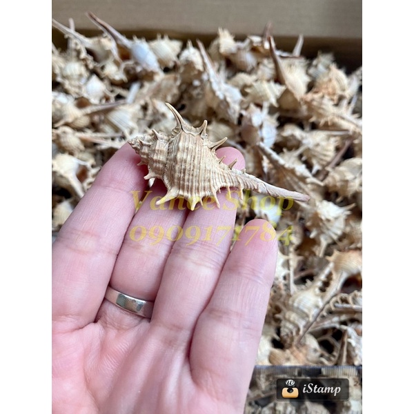 Vỏ ốc gai dài nhỏ 100gr