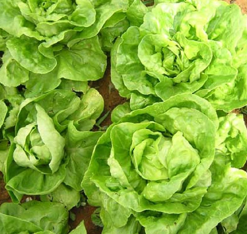 Hạt Giống Xà lách đăm xanh - gói 2gram