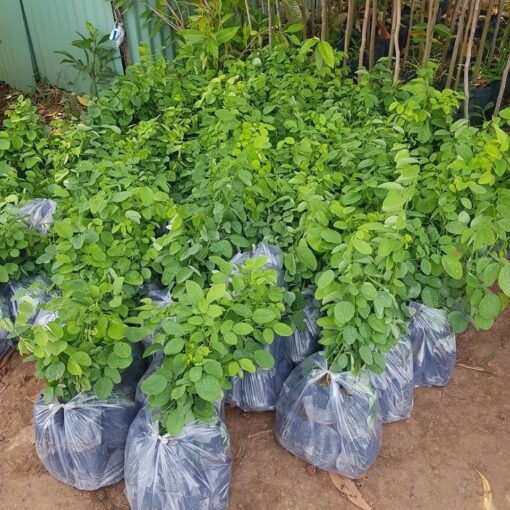 Cây Trắc Đỏ thuần chủng f1