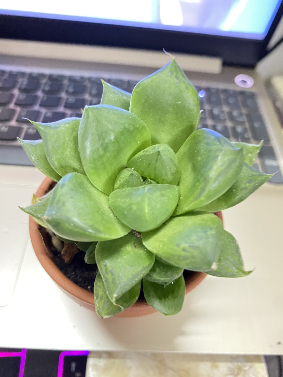 SEN ĐÁ Ngọc Guốc ( 12CM) kèm chậu MR MOON
