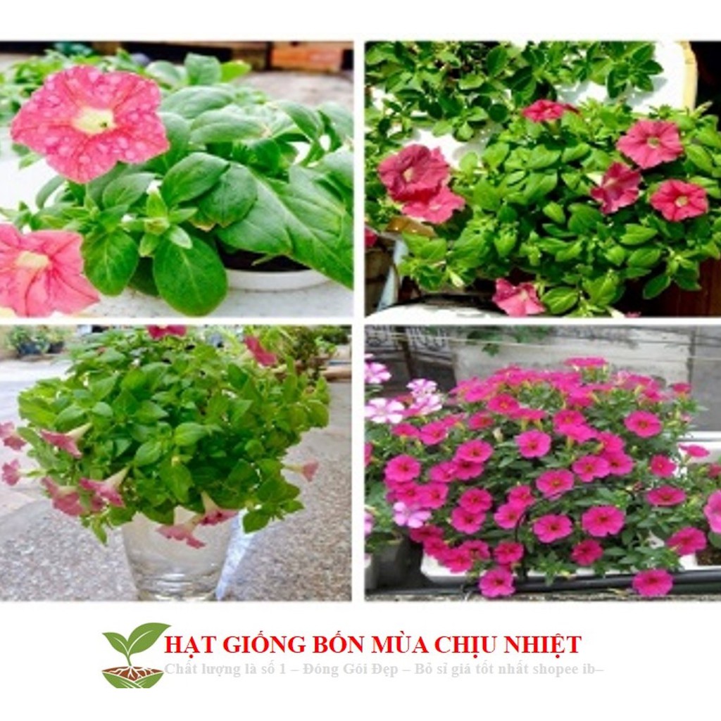 HG6 Hạt Giống Dạ yến thảo Mix 100 Hạt/ Gói