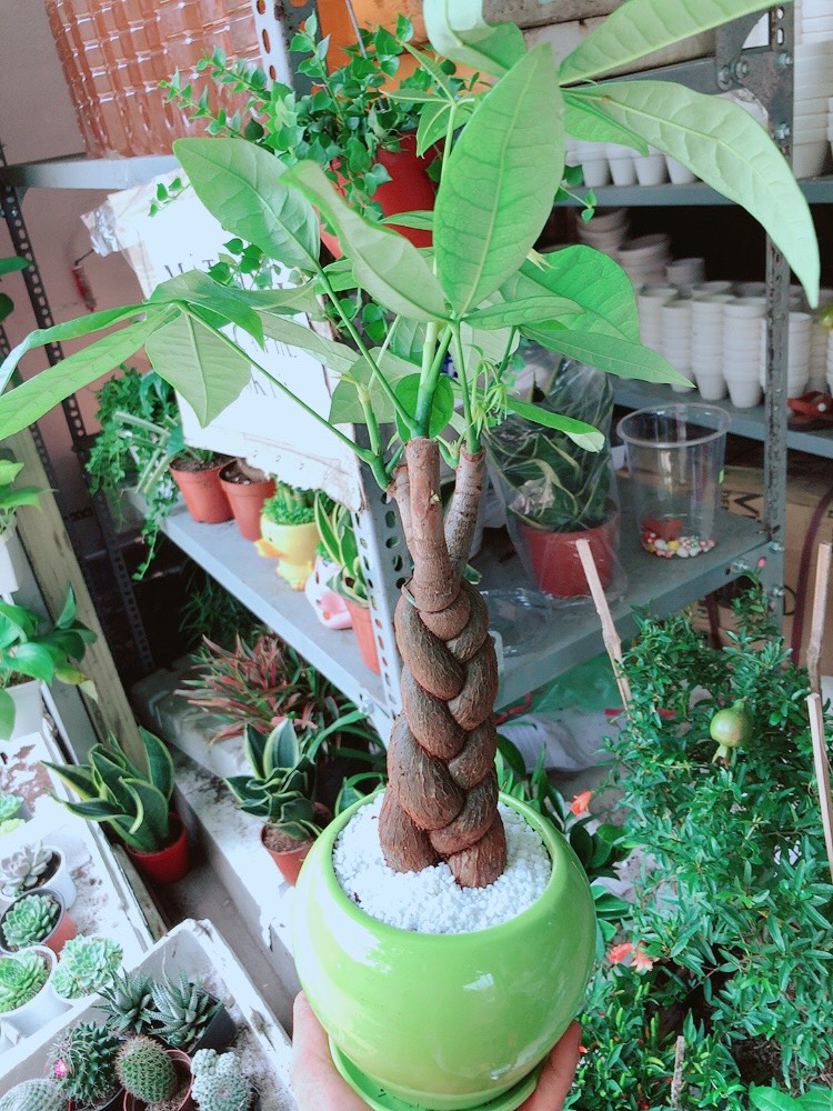 Cây Kim Ngân Thắt Bím