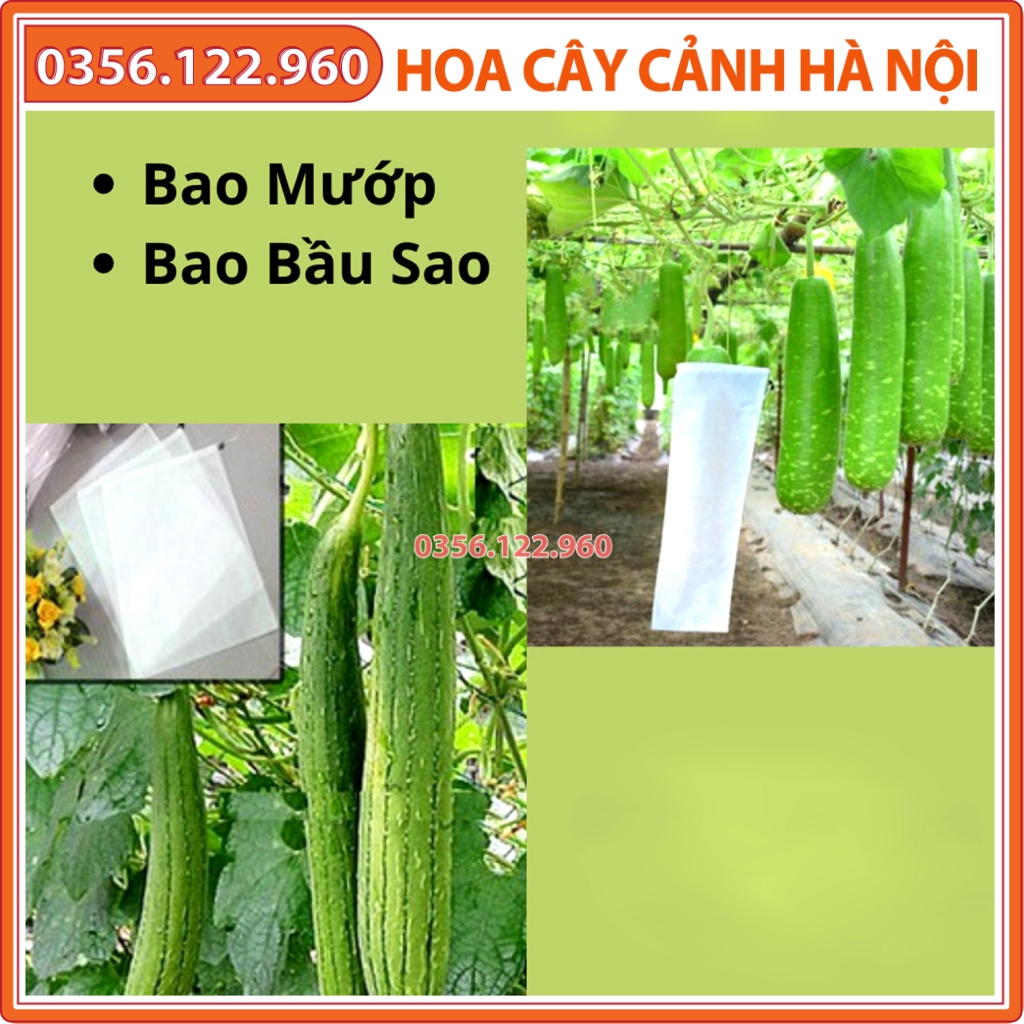 100 Túi Bọc Quả Mướp-Bầu-Bí 15x50cm