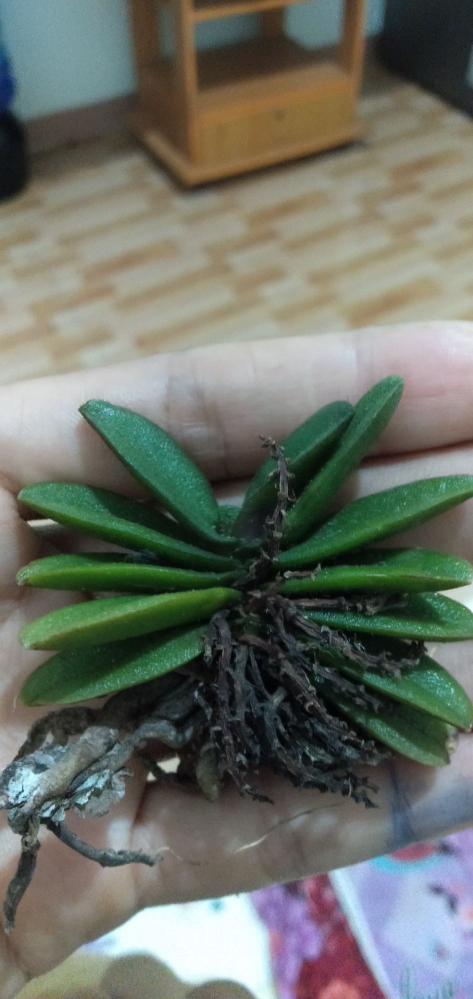 Combo 3 cây trứng bướm to nhiều cặp lá 150k