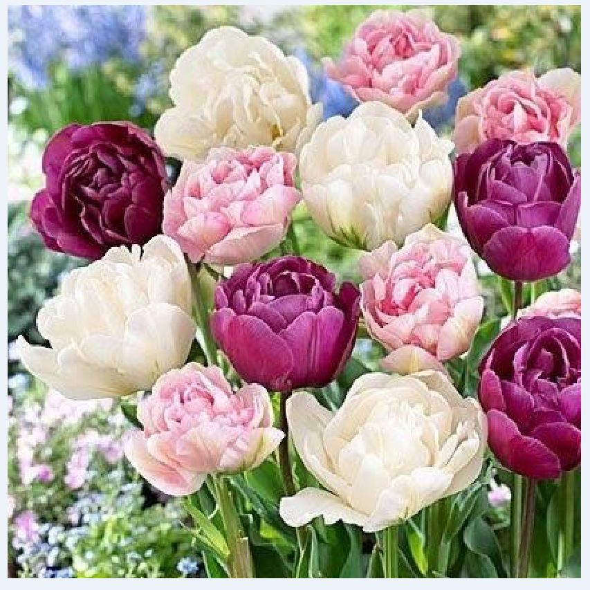 Combo 5 củ hoa tulip kép nhiều màu - trồng chơi tết