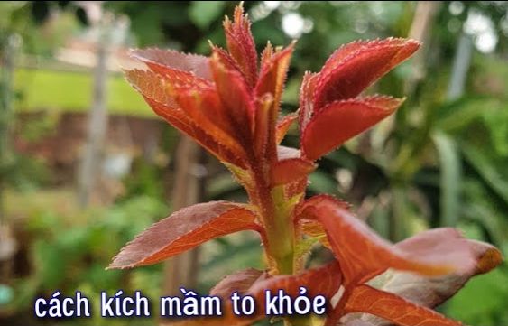 Kích Đọt Bung Cành gói 25ml - Đọt Mập, Lá Dày Xanh Mướt