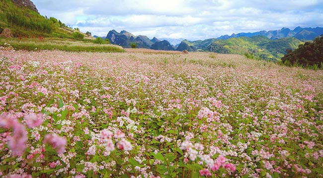 Hạt giống Hoa Tam giác  Mạch