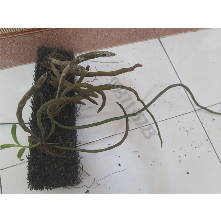 [HCM]CÂY LAN LONG TU TRỒNG TRÊN BẢNG DỚN