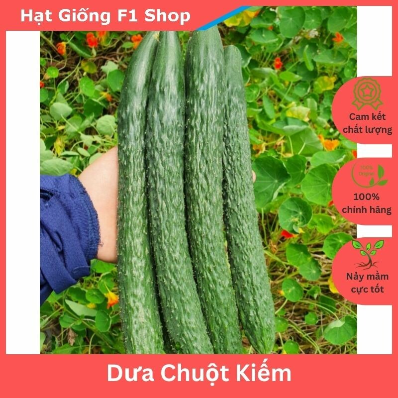 Hạt giống dưa chuột kiếm tự thụ phấn trái dài