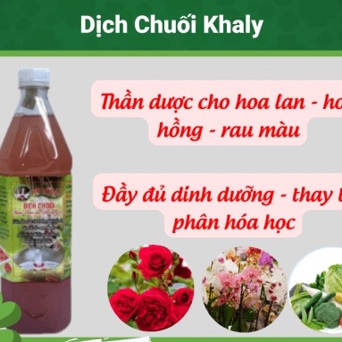 1 lít dịch chuối khaly - thần dược cho hoa lan