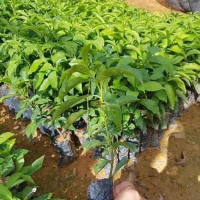 combo 10 cây giống hoa nhài nhật