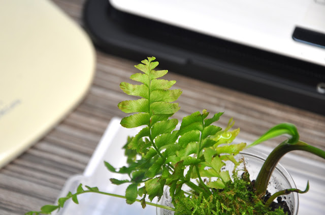 Cây giống Dương xỉ ( dương xỉ lá me) -Thegioiraumam