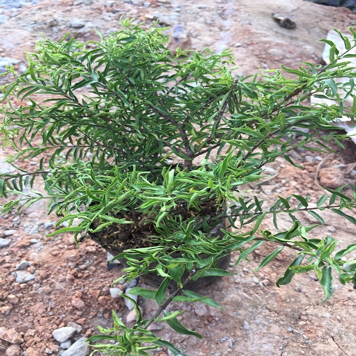 Cây Mai Chiếu Thủy, bonsai đẹp