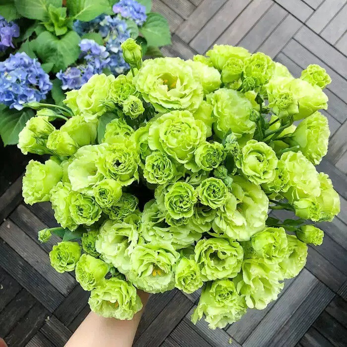 HẠT GIỐNG HOA CÁT TƯỜNG GÓI 100 HẠT