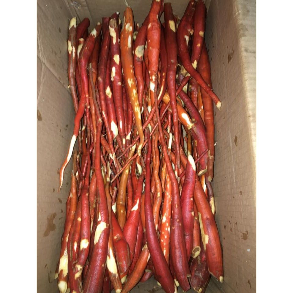 Sâm Cau Đỏ 1Kg