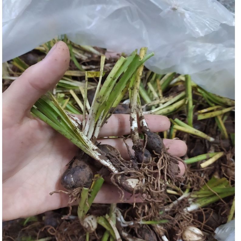 Set 50 củ hoa huệ mưa trắng - lên 100%