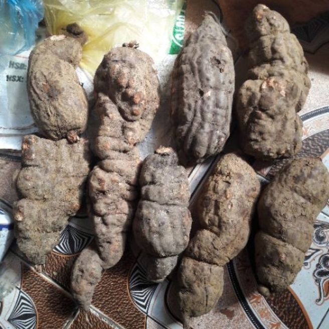 sỉ toàn quốc 1kg củ hà thủ ô tươi