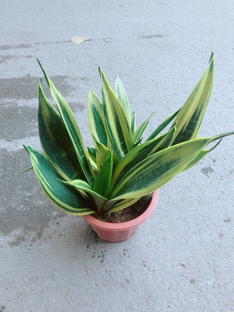 [HCM]Lưỡi Hổ Hoàng Kim
