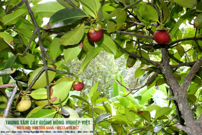 Cây giống măng cụt Thái Lan (ảnh thật số 2)