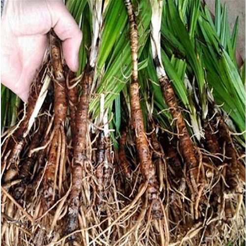 Combo 2 cây sâm cau giống - 45645
