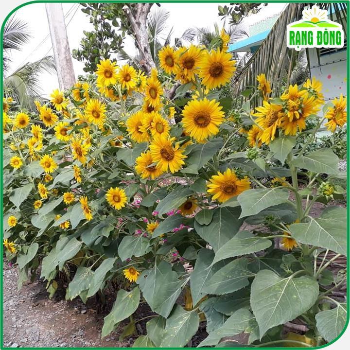 Hạt giống hoa hướng dương tháp