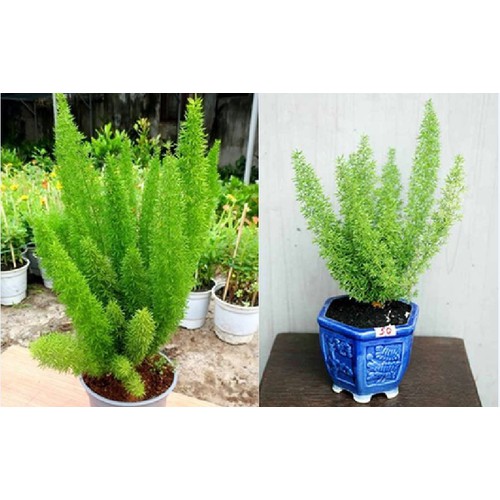 Hạt giống cây Tùng Đuôi Chồn