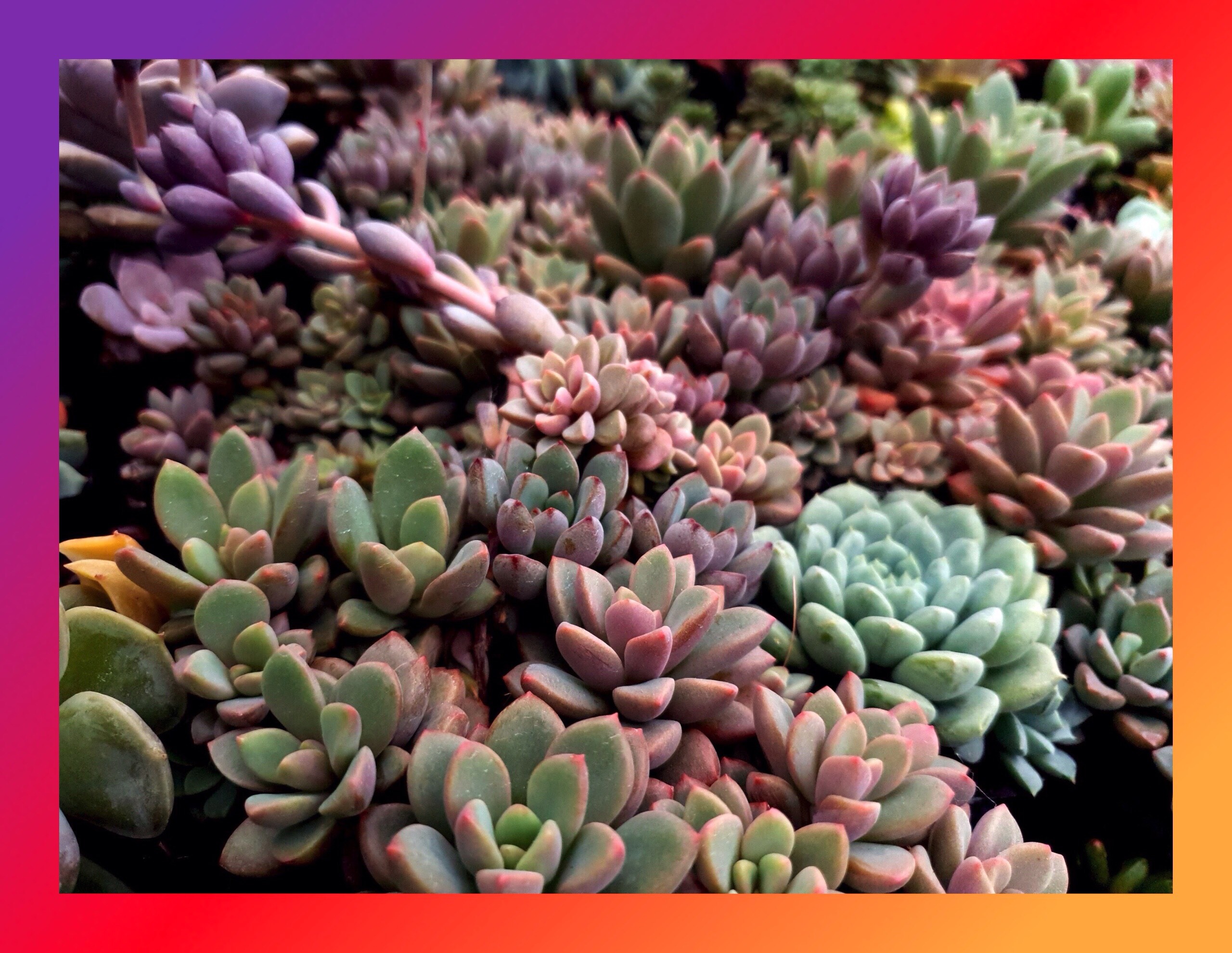 SEN ĐÁ AURORA GEM SIZE BÉ SIÊU KHỎE ĐẸP LỖI 1 ĐỔI 1