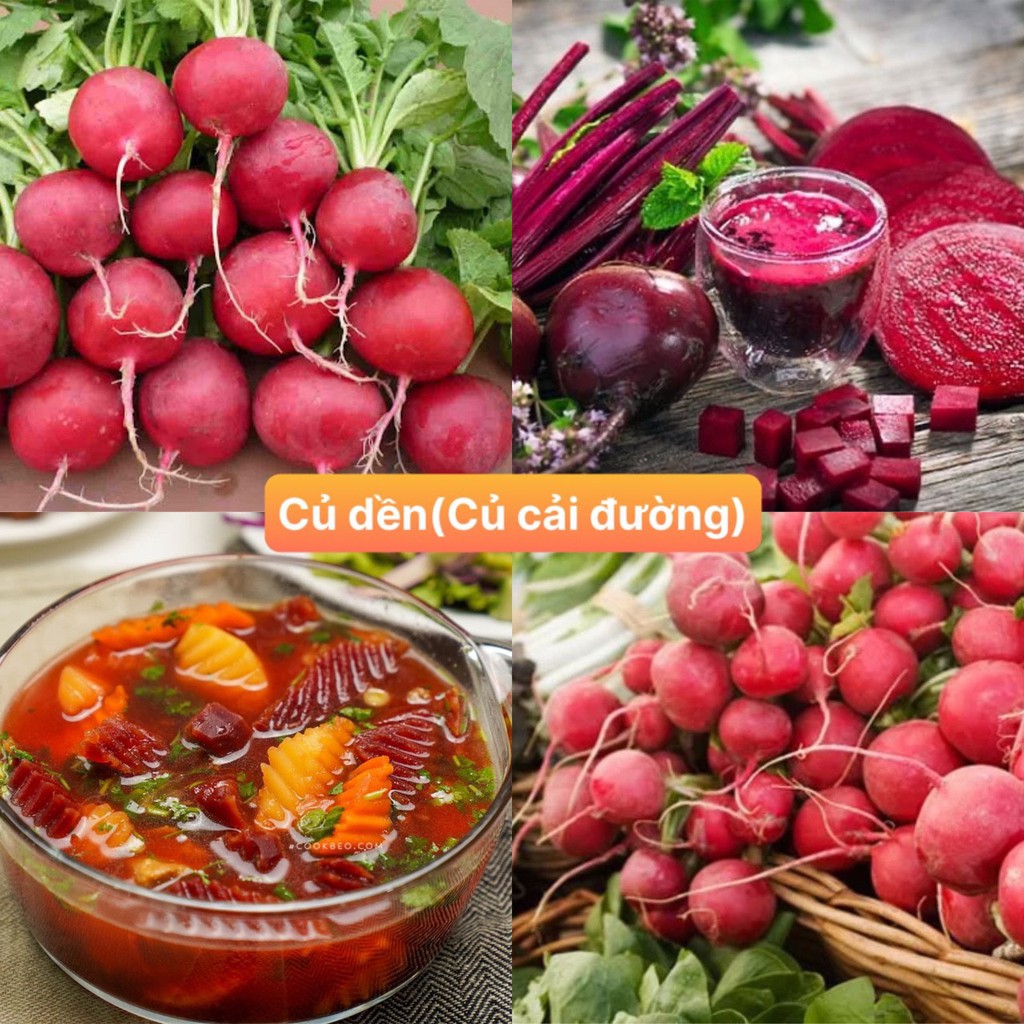 Hạt giống củ dền gói 500 hạt siêu dễ trồng kháng bệnh tốt năng suất cao cửa hàng hạt giống uy tín