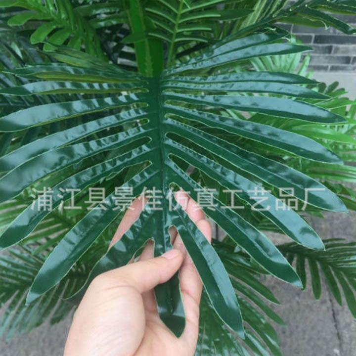 CÂY PHONG THỦY CÂY CAU CẢNH CAO 1.55M