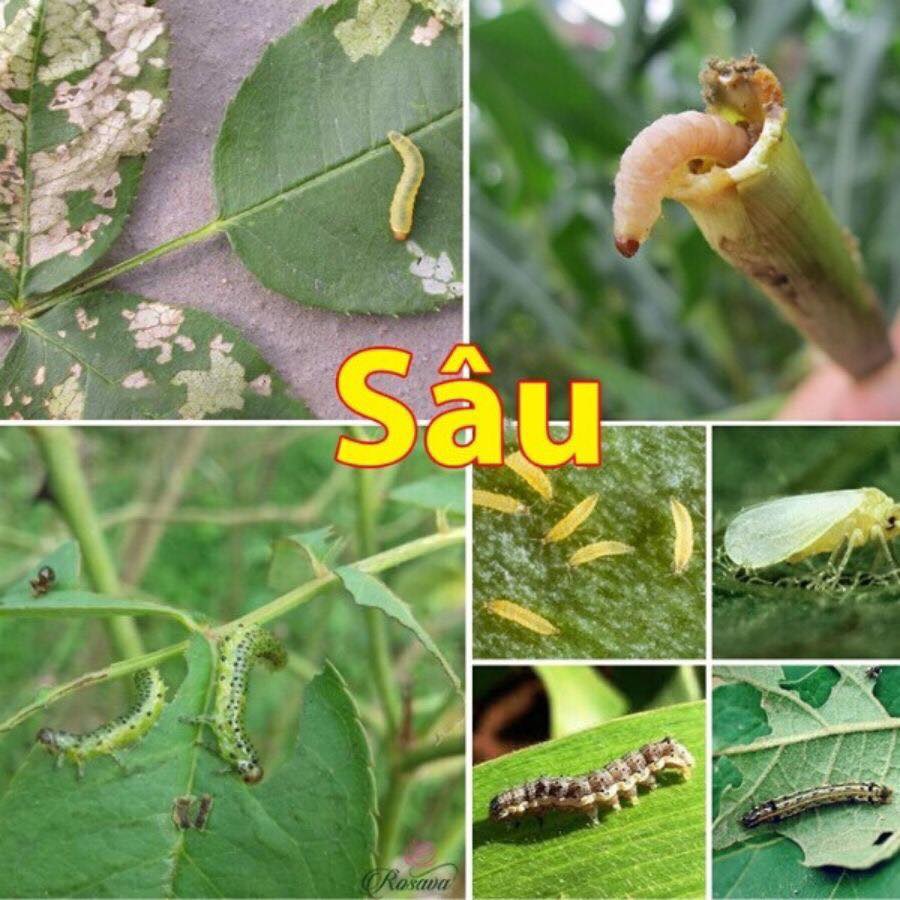 THUỐC TRỪ SÂU SINH HỌC COMDA 250EC