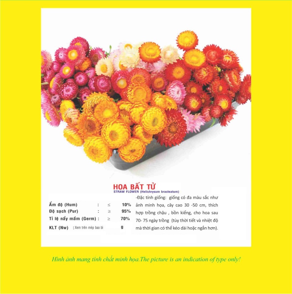 Hạt giống hoa bất tử PTP69 | Phởms Market