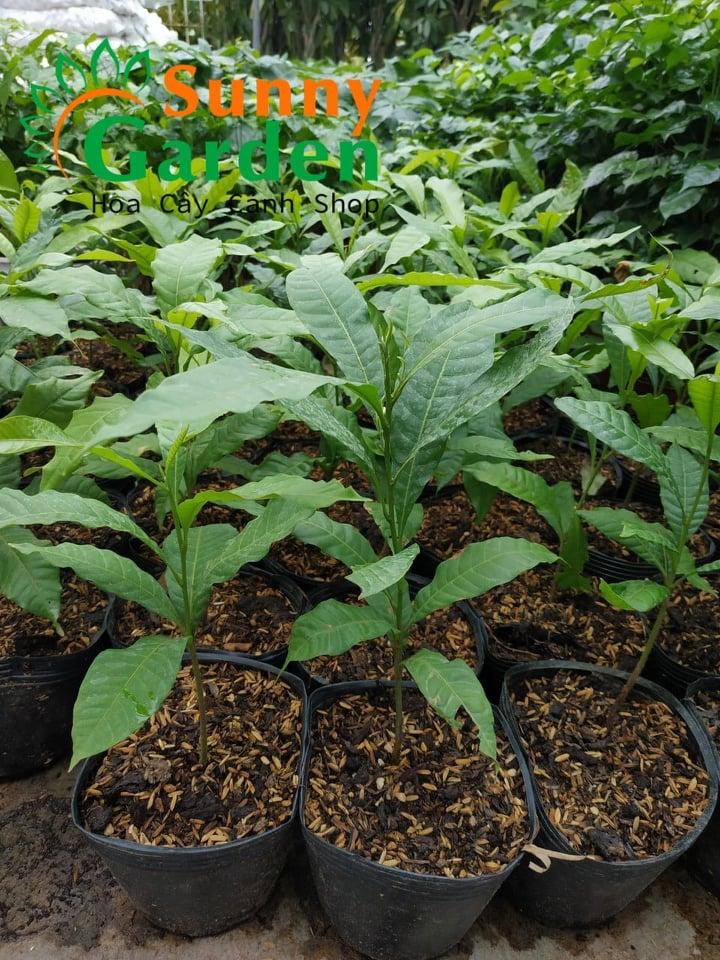 Vú Sữa Hoàng Kim - Cây Ăn Quả Giống