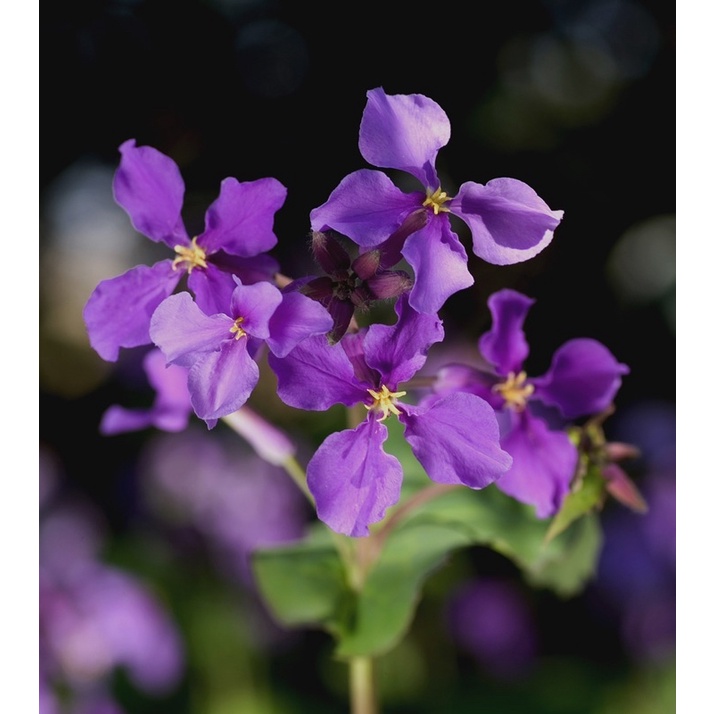 Hạt giống hoa Violet Nhật (hoa cải tím) gói 100 hạt