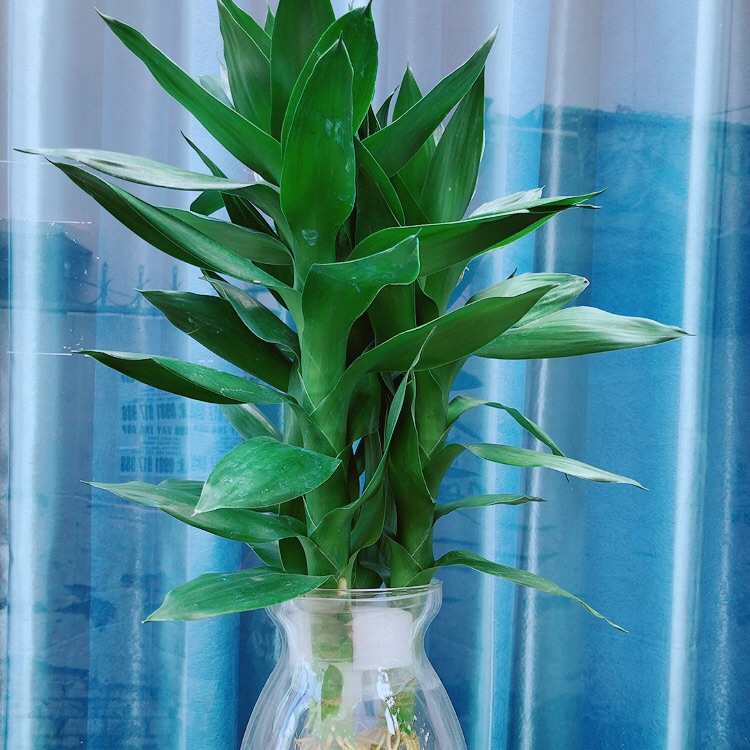 Chậu Phát Tài Búp Sen