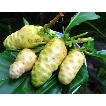 cây giống trái nhàu trắng
