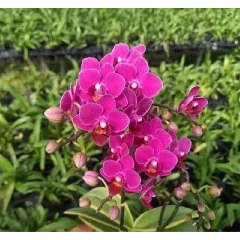 Lan hồ điệp lá biên size to